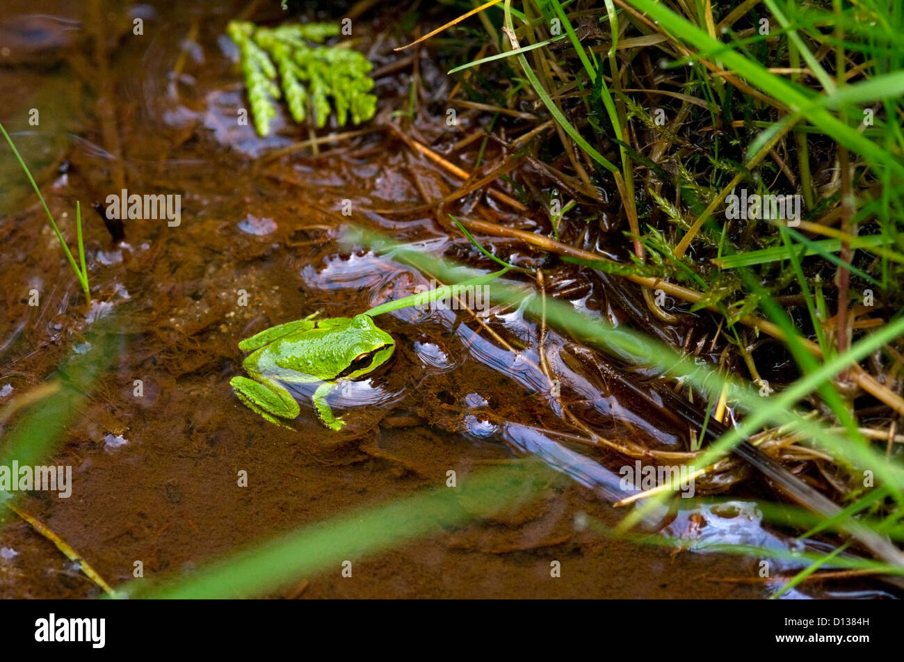 Pacific Chor Frosch im Wasser. Stockfoto