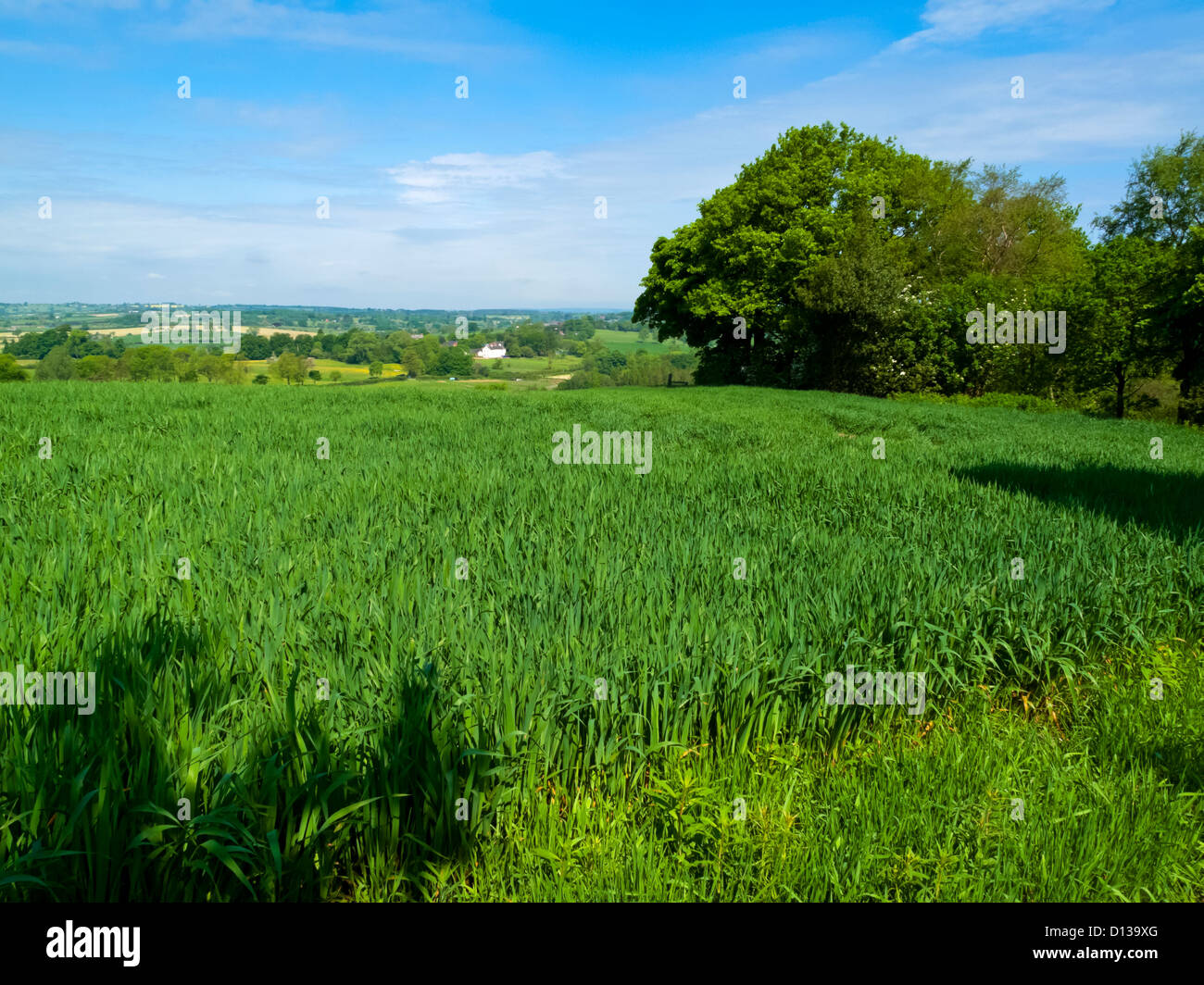 Landwirtschaftliche Flächen im Frühsommer in der Nähe von Hawksmoor im Churnet Tal Staffordshire England UK Stockfoto