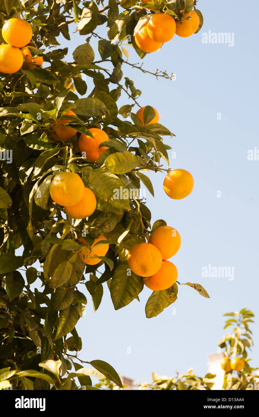 Natürlichen Orangen wachsen auf einem Baum in Malaga Stockfoto