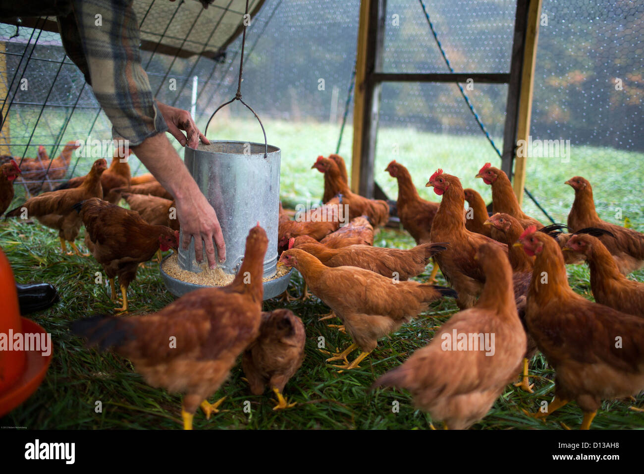 Ein Landarbeiter zurück Hühner mit Biofutter auf den Mond in der Teich-Farm. Stockfoto