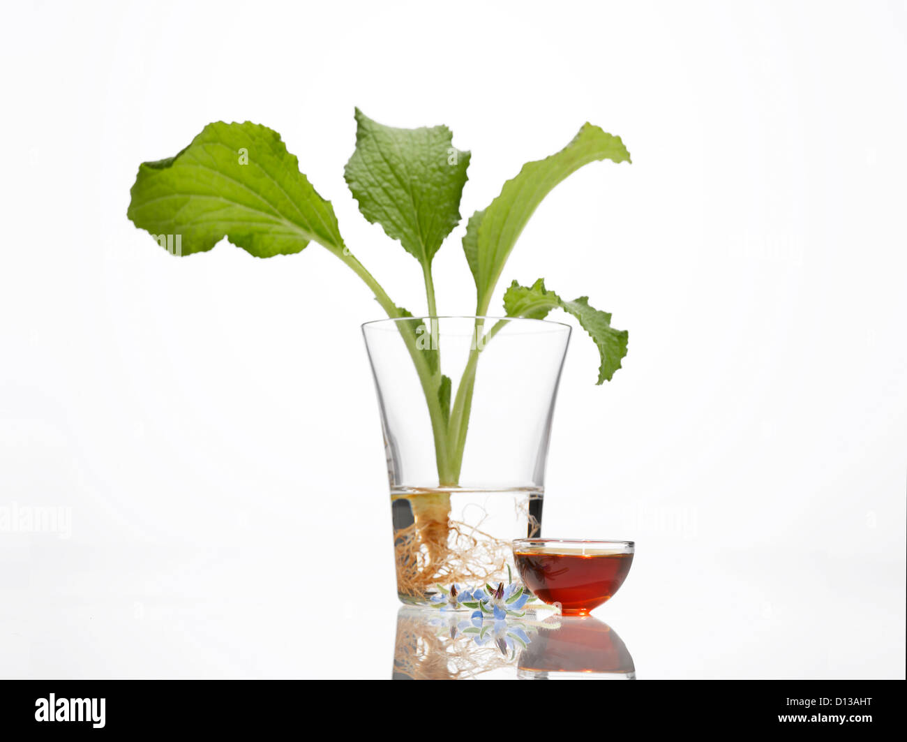 Borretsch Blätter, Wurzeln, Blüten und das Öl im Glas Stockfoto