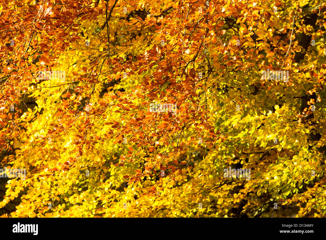 Buche Blätter im Herbst, Wharfedale, Yorkshire, Großbritannien. Stockfoto