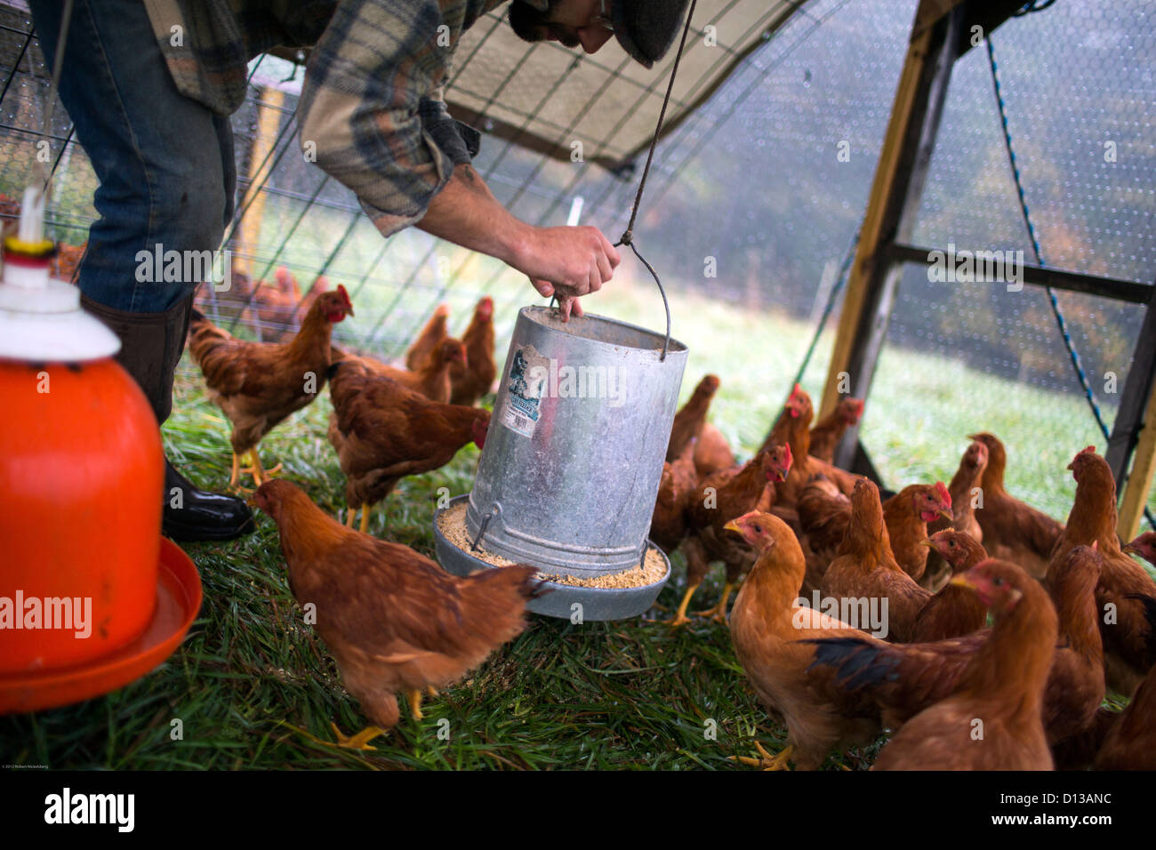 Ein Landarbeiter zurück Hühner mit Biofutter auf den Mond in der Teich-Farm. Stockfoto