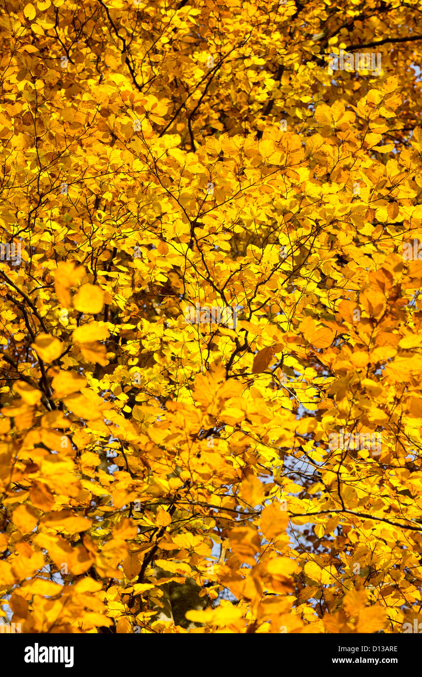 Buche Blätter im Herbst, Wharfedale, Yorkshire, Großbritannien. Stockfoto