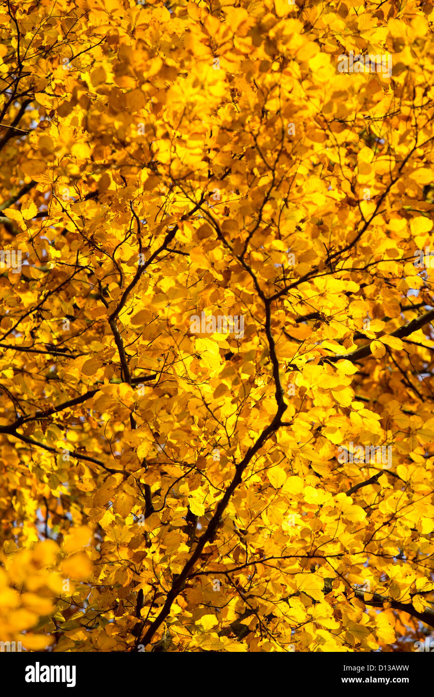 Buche Blätter im Herbst, Wharfedale, Yorkshire, Großbritannien. Stockfoto