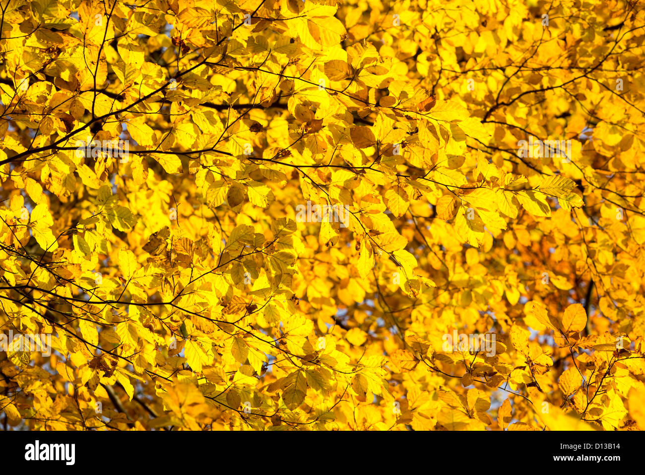 Buche Blätter im Herbst, Wharfedale, Yorkshire, Großbritannien. Stockfoto