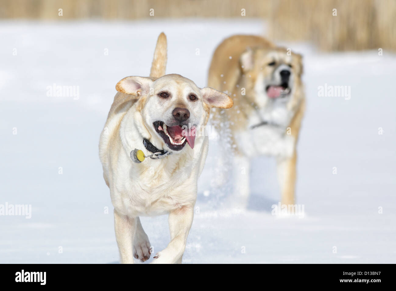 Zwei Hunde im Schnee der Assiniboine Wald laufen; Winnipeg, Manitoba Kanada Stockfoto