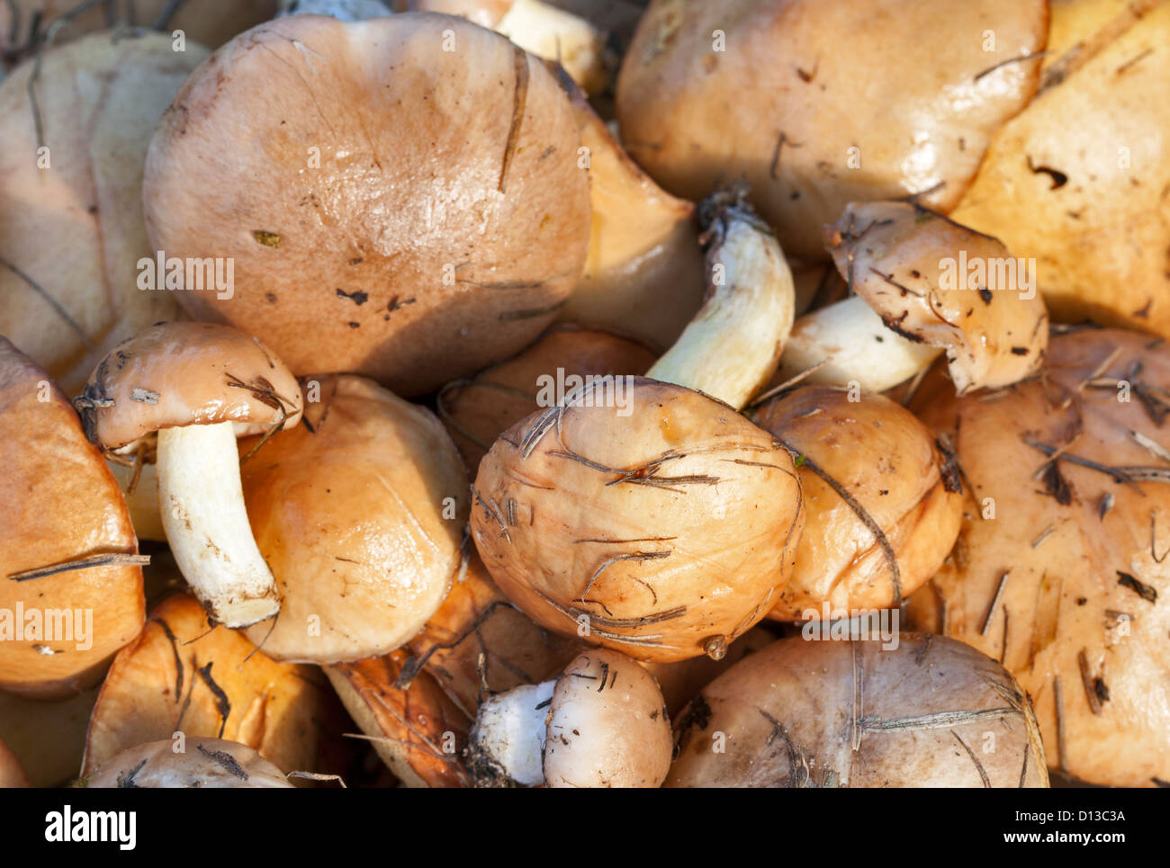 Hintergrund der frisch gepflückten Butter Pilze Stockfoto