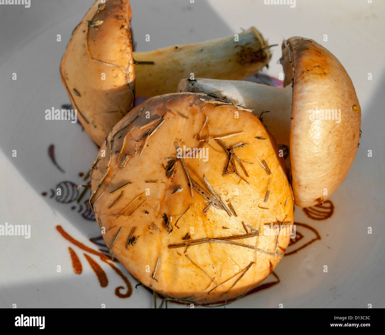 Drei frisch gepflückten Butter Pilze Stockfoto