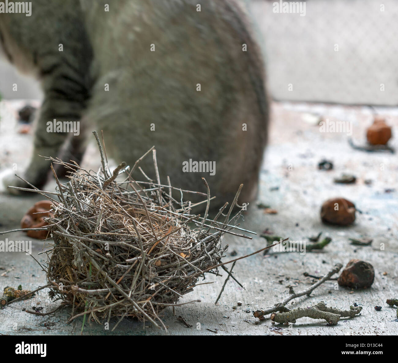 Zerstörung von Nestern mit Katze im Hintergrund Stockfoto