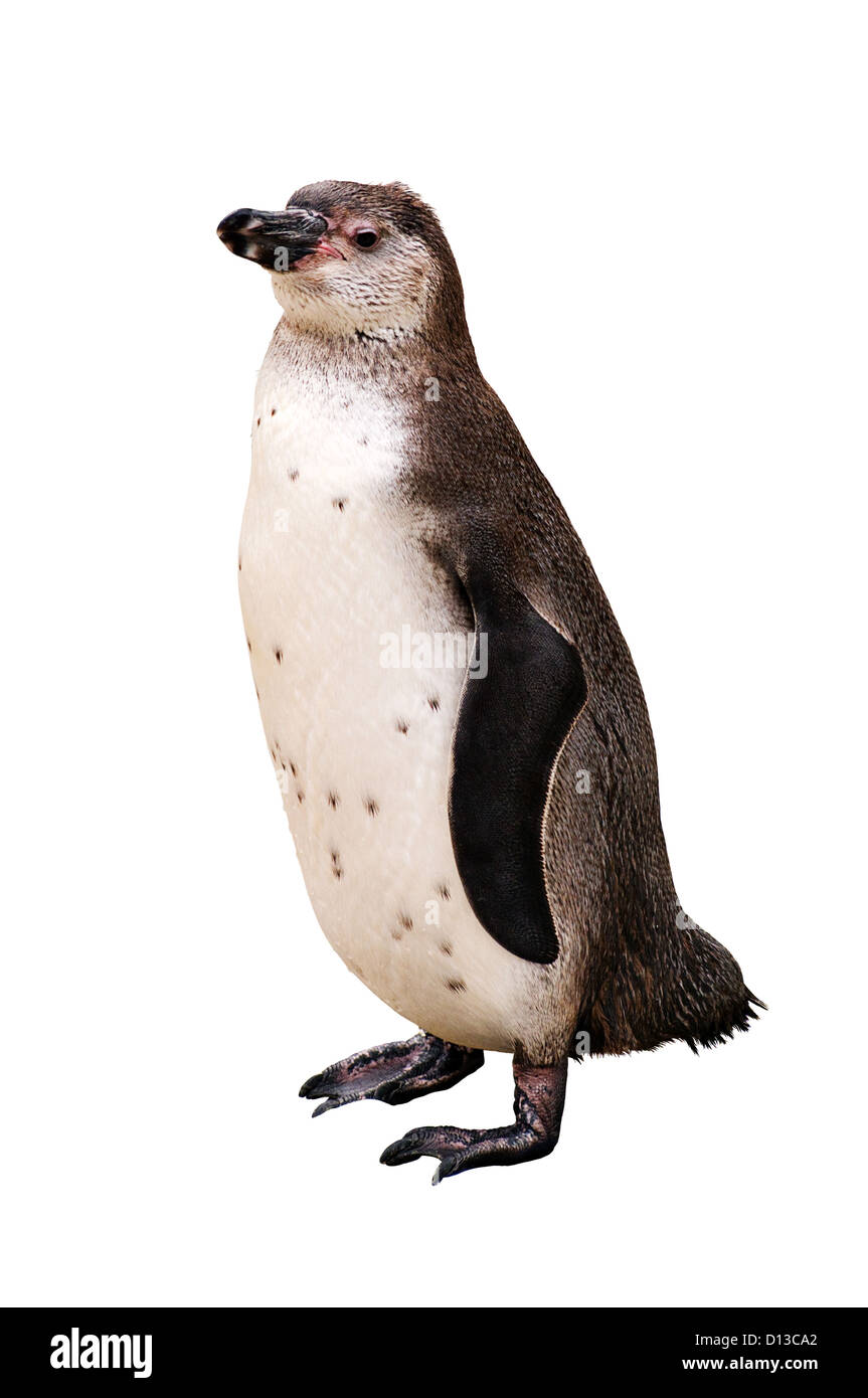 ein Pinguin isoliert auf weiss mit Beschneidungspfad Stockfoto