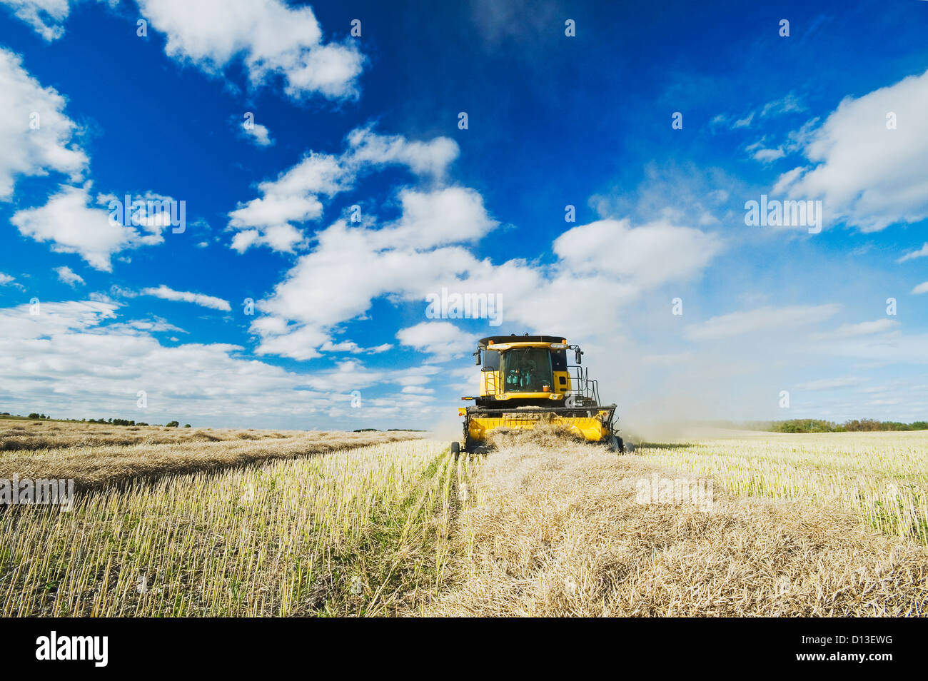 Ein Mähdrescher funktioniert In einem Raps-Feld bei der Ernte; Somerset Manitoba Kanada Stockfoto