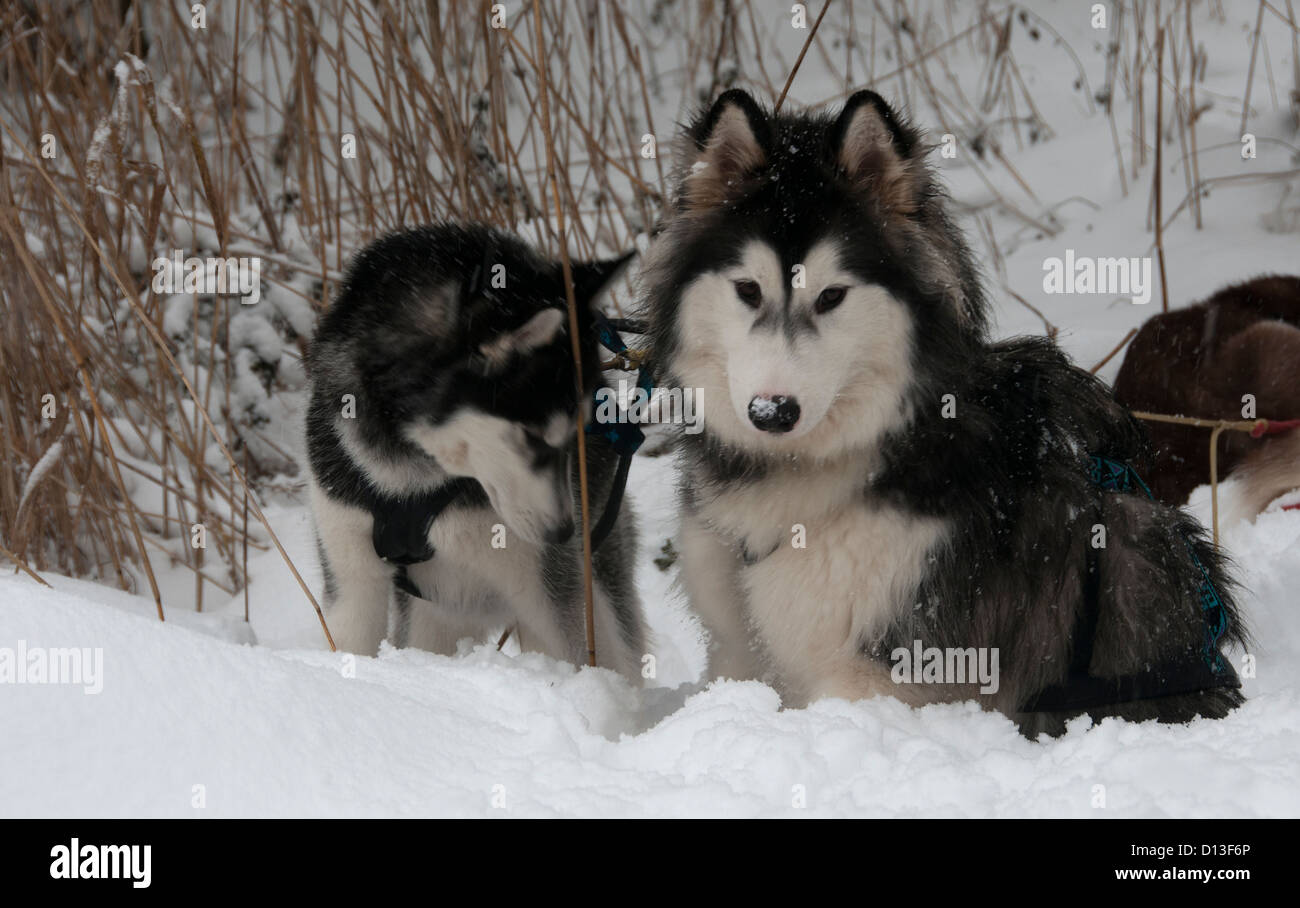 Husky Hunde im Schnee im winter Stockfoto