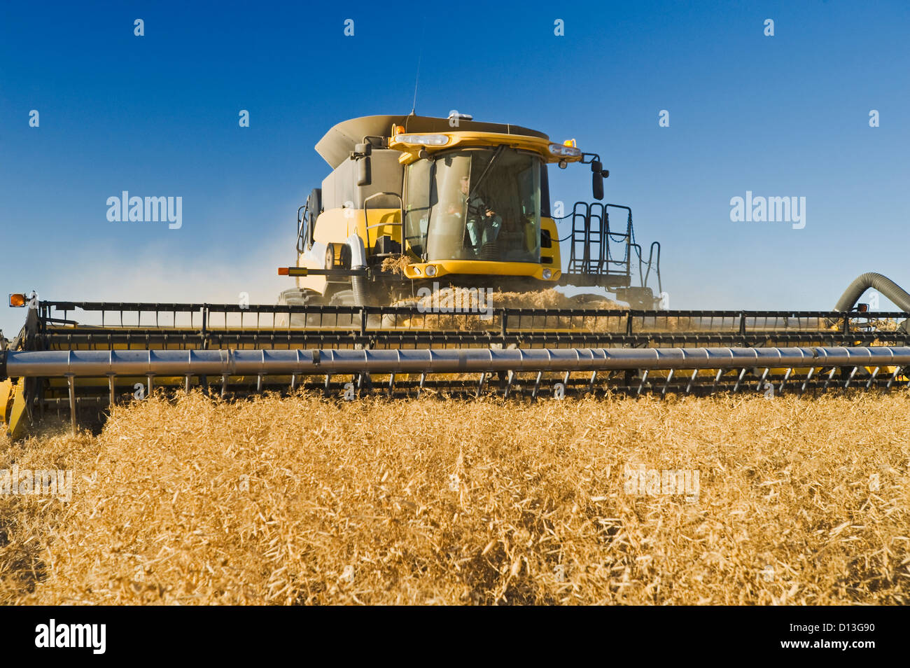 Feld-Erbse-Ernte; Ponteix Saskatchewan Kanada Stockfoto