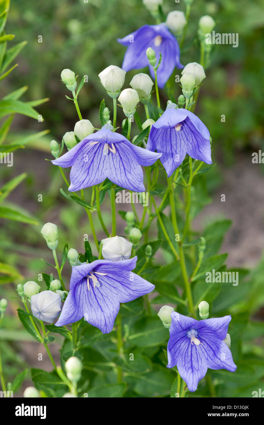 Violette Glocken Zweig Garten Hintergrund Stockfoto
