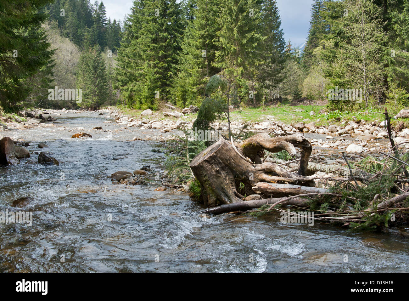 Karpaten Landschaft mit Baum Stamm, Wald und Berg Fluss Stockfoto