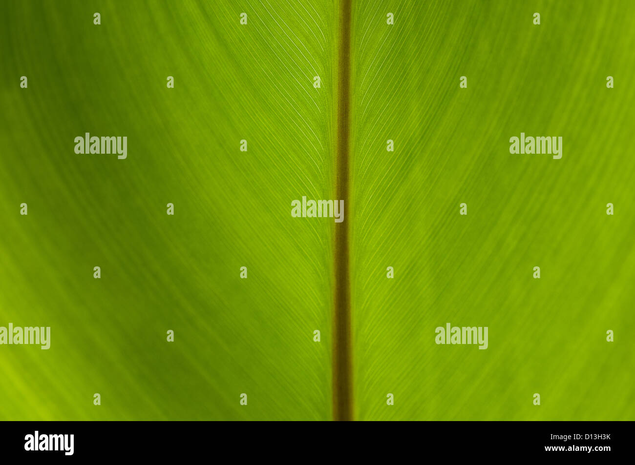 Kanna grünes Blatt Nahaufnahme abstrakten Hintergrund Stockfoto