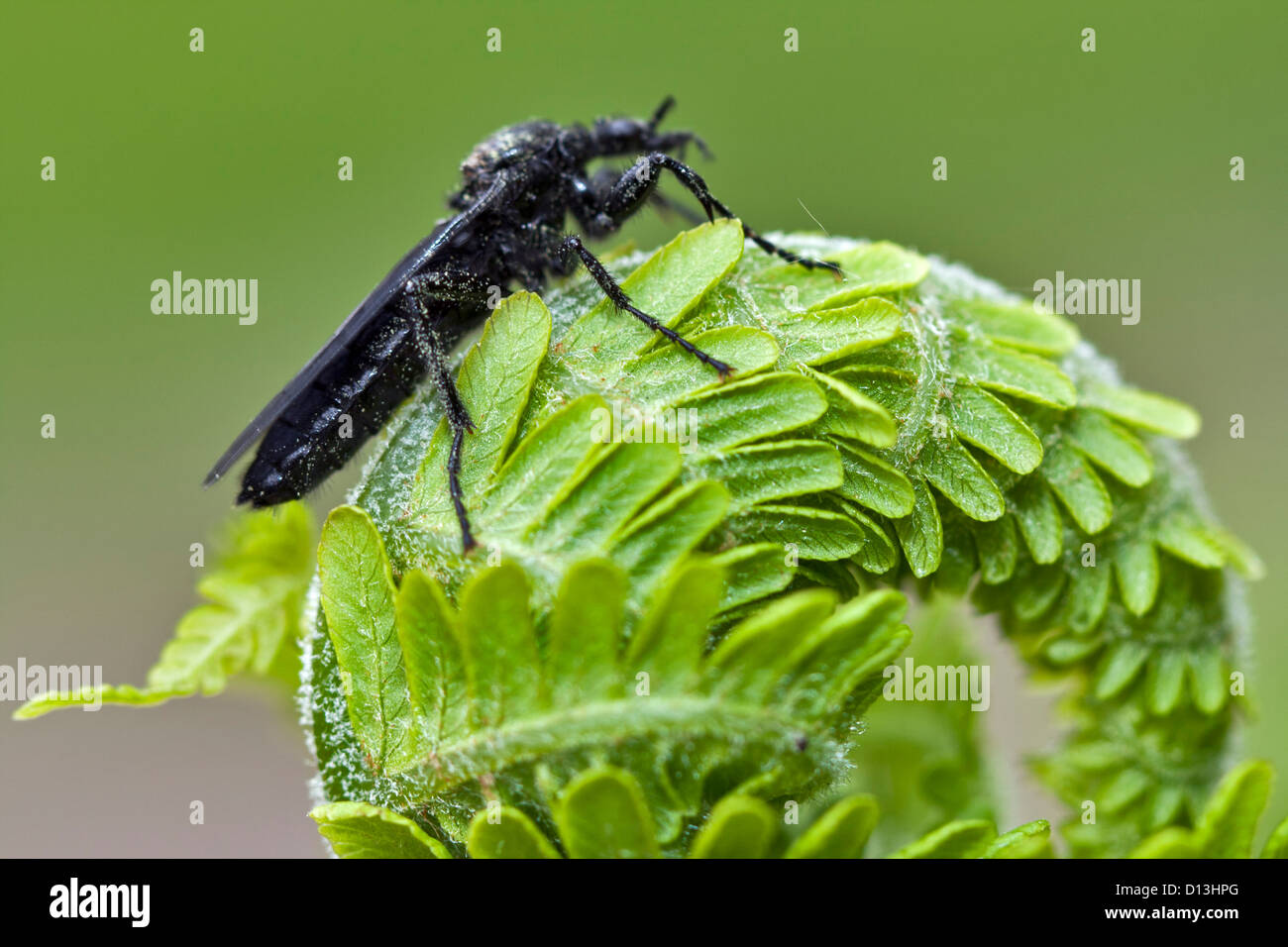 Blatt des blühenden jungen Farn mit schwarzen Käfer Makro Stockfoto