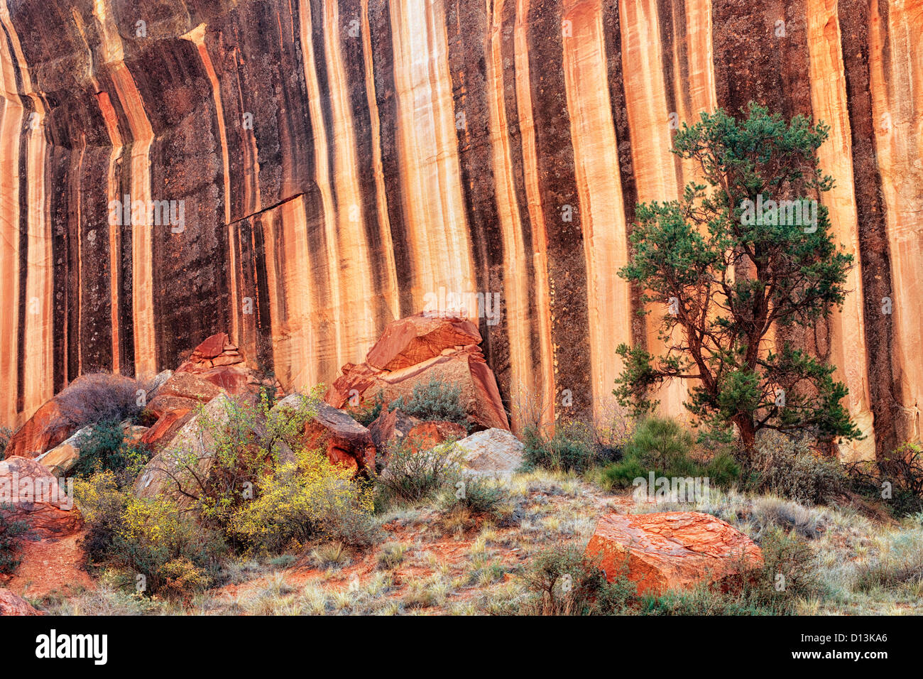 Wüstenlack Streifen die Canyonwänden Capitol Gorge im Capitol Reef National Park in Utah. Stockfoto