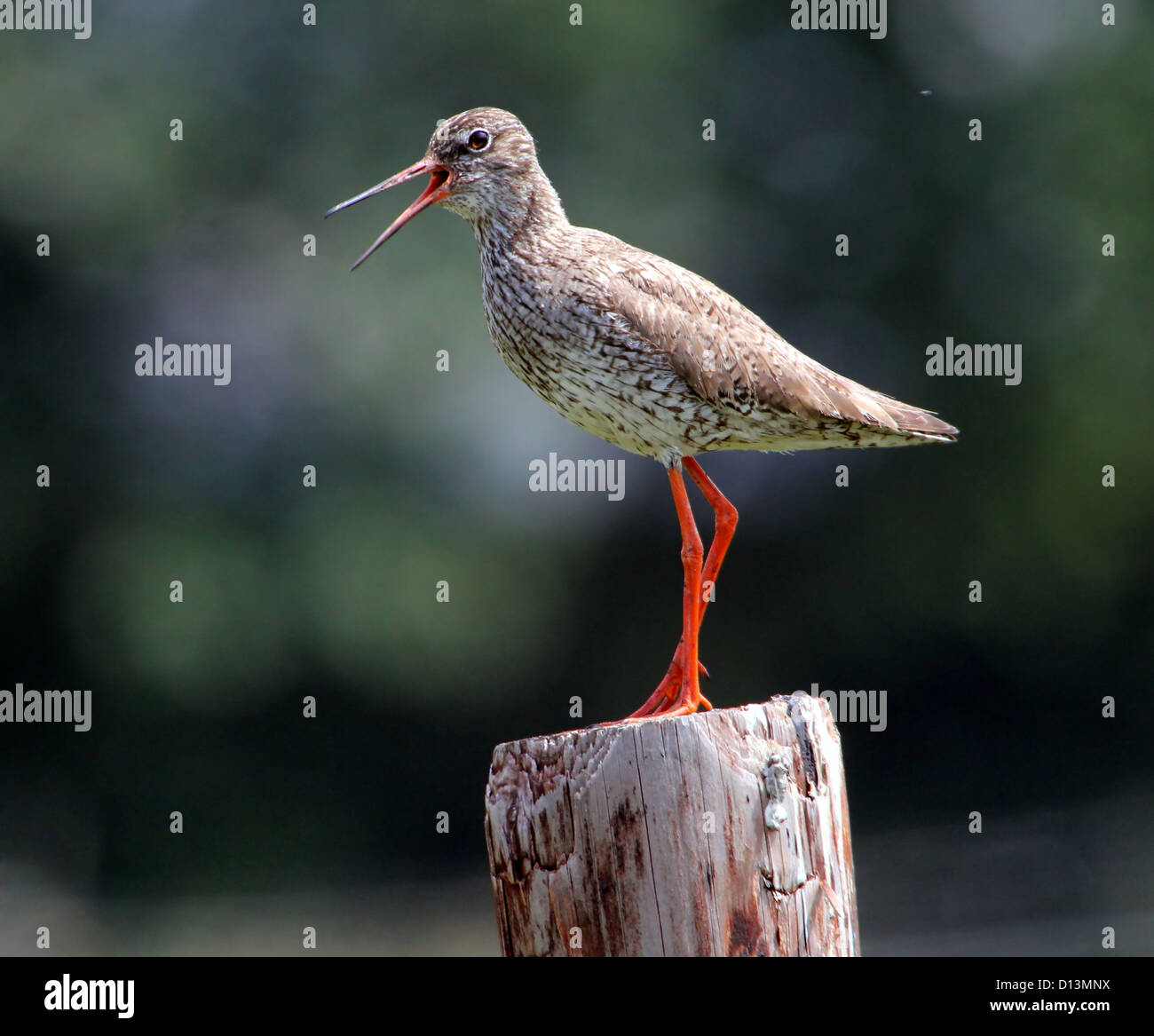 Gemeinsamen Rotschenkel (Tringa Totanus) posiert auf eine Holzstange als auch ein lautes und kreischen Alarmanruf als Warnung Stockfoto