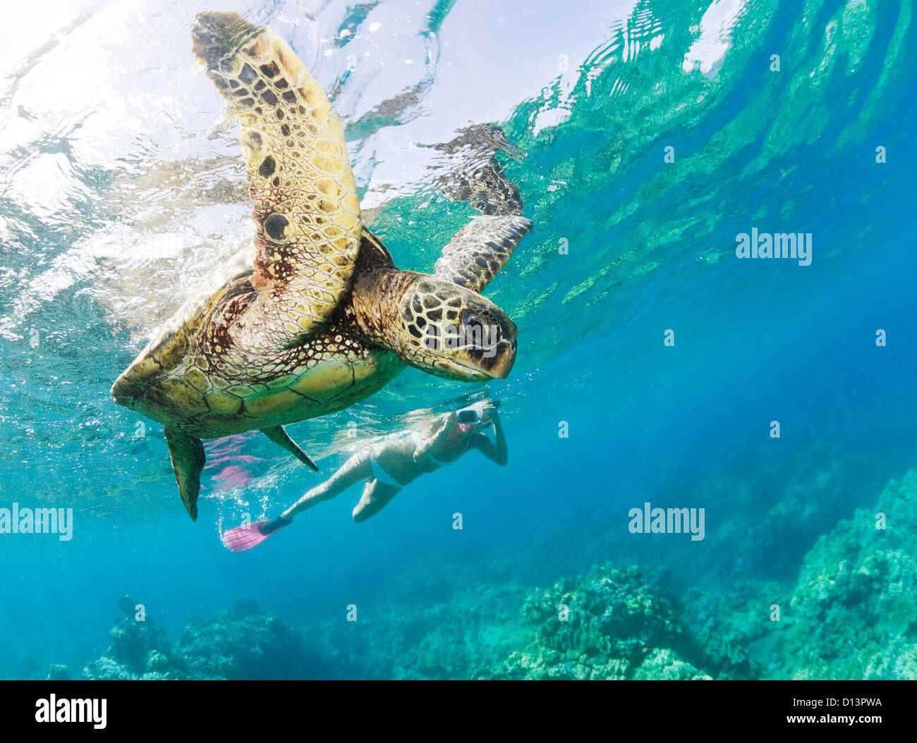 Hawaii, Maui, Green Sea Turtle (Chelonia Mydas) Honu und Freitaucher. Stockfoto