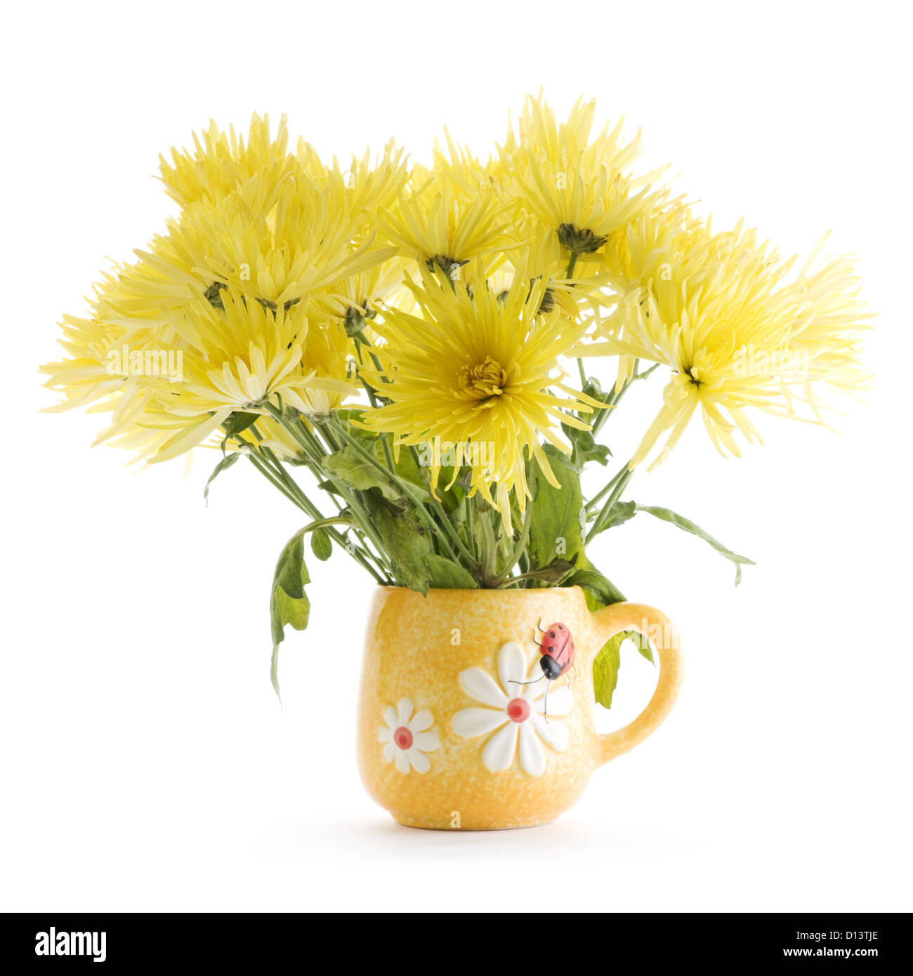 gelbe Chrysanthemeblumen in Vase auf weißem Hintergrund Stockfoto