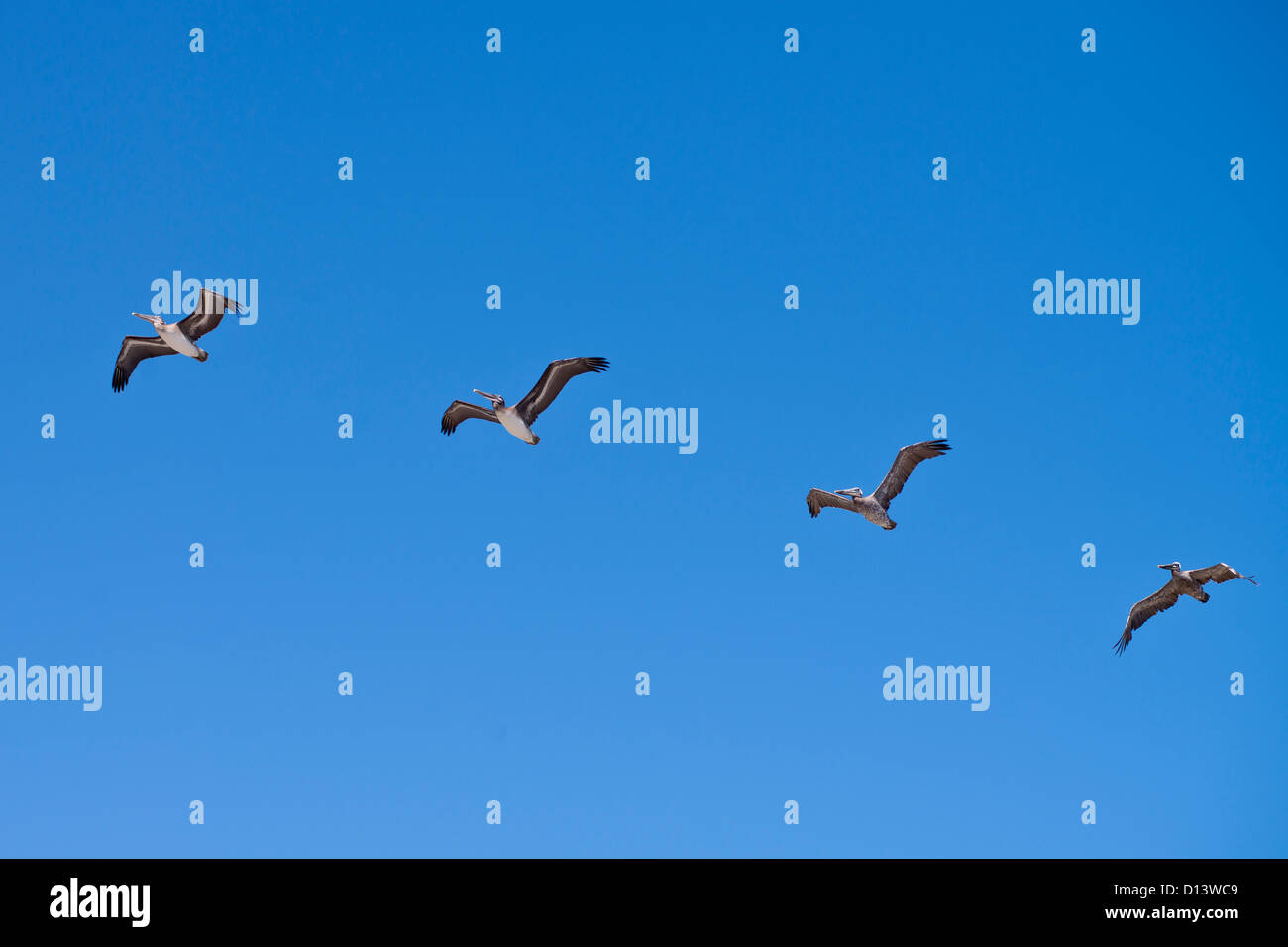 Vier Pelikane im Flug Stockfoto