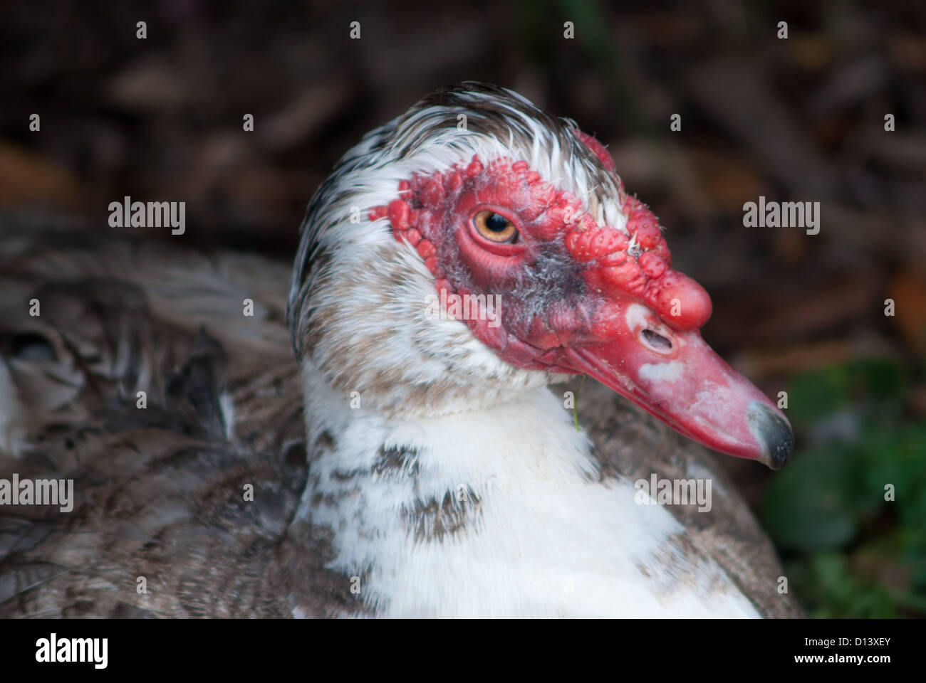 Barbarie-Ente (Cairina Moschata) Stockfoto