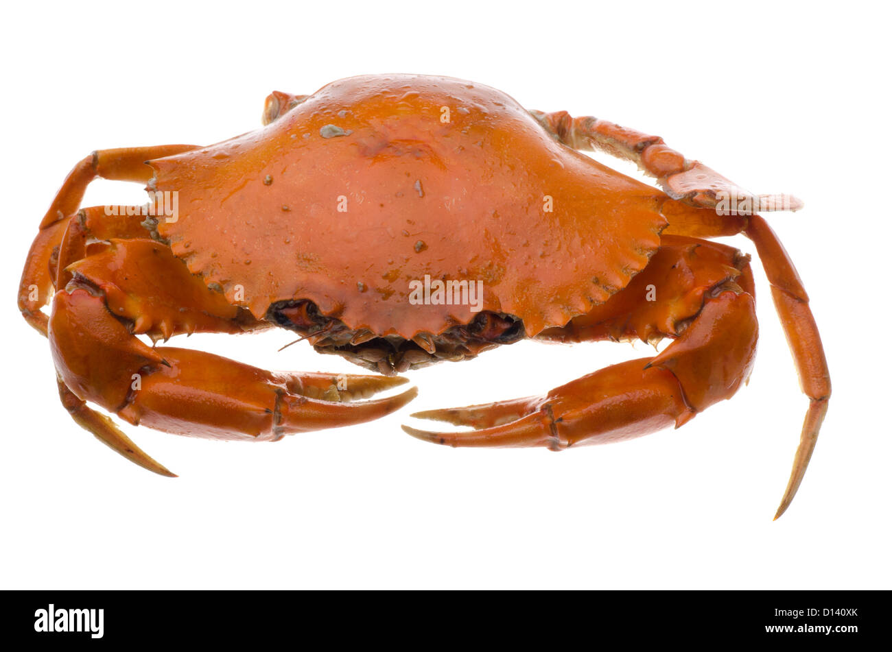 Meeresfrüchte, rote Krabbe isoliert auf weiss Stockfoto