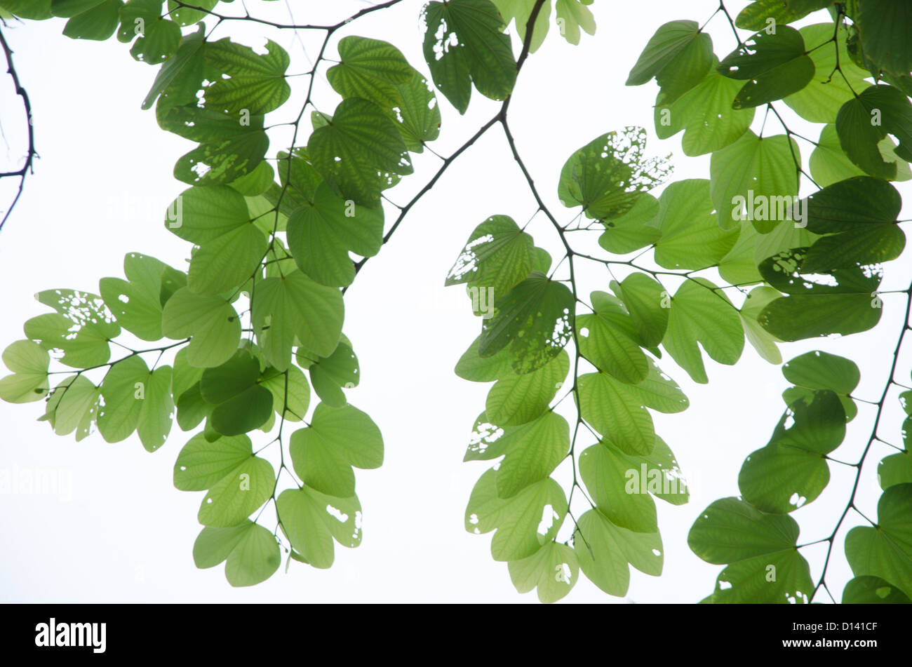 frische grüne Blätter, isoliert Stockfoto