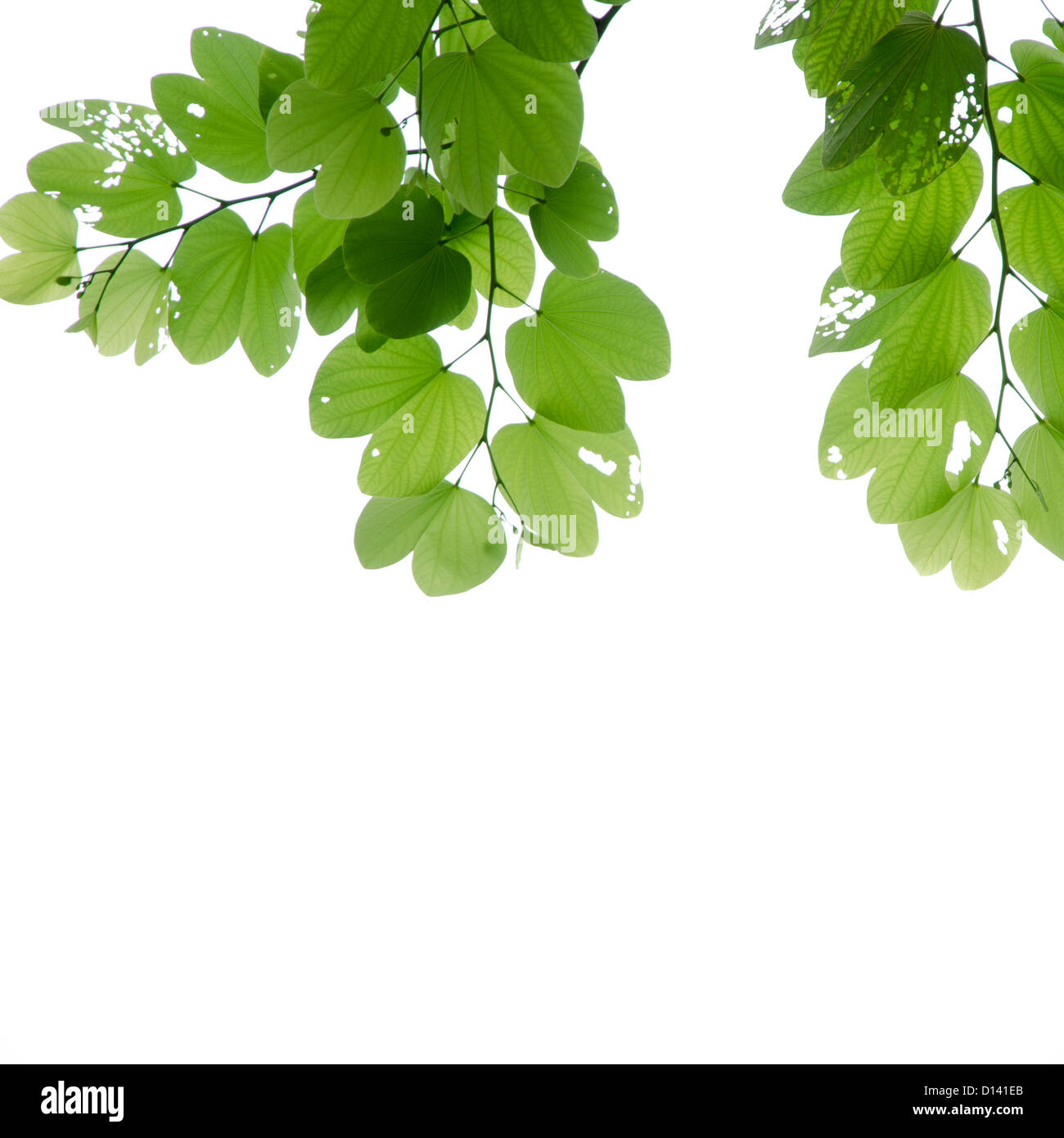frische grüne Blätter, isoliert Stockfoto
