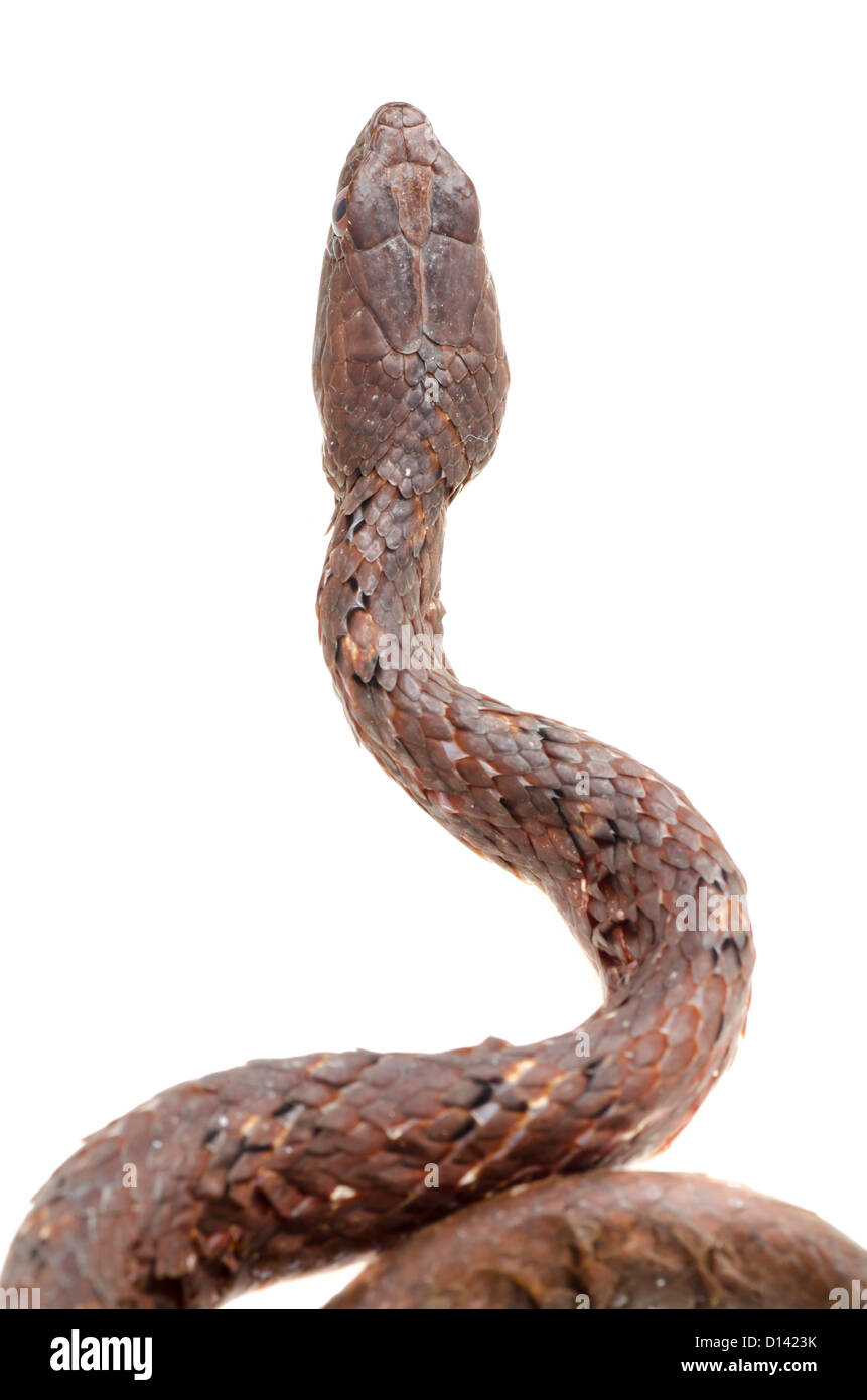 Tierische braun lila Sands Kobra Schlange, Psammodynastes Pulverulentus, isoliert auf weiss. Stockfoto