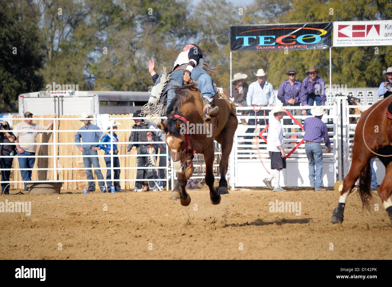 Rodeo Bronco Reiten Stockfoto