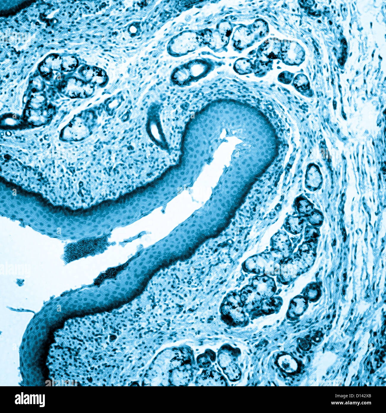 Schliffbild der medizinischen Wissenschaft geschichtet Squamous Epithel Gewebe Zelle Stockfoto