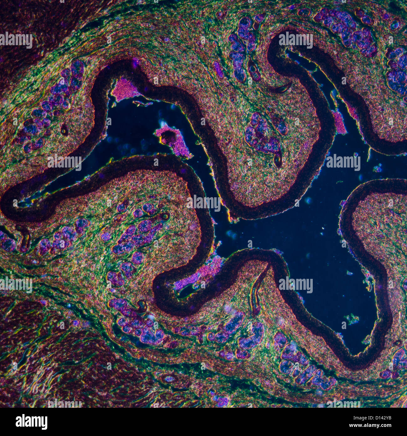 Schliffbild der medizinischen Wissenschaft geschichtet Squamous Epithel Gewebe Zelle Stockfoto