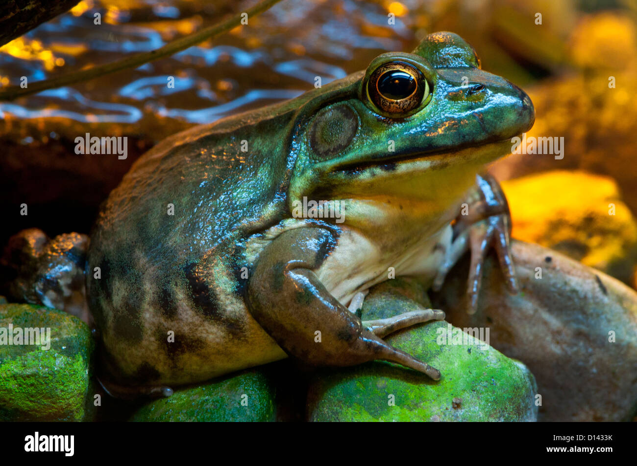 Einen grünen Frosch. Stockfoto