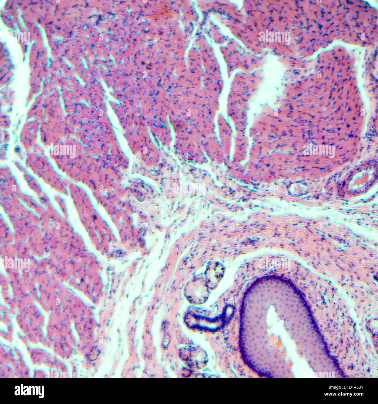 Schliffbild der medizinischen Wissenschaft geschichtet Squamous Epithel Gewebe Zelle Stockfoto