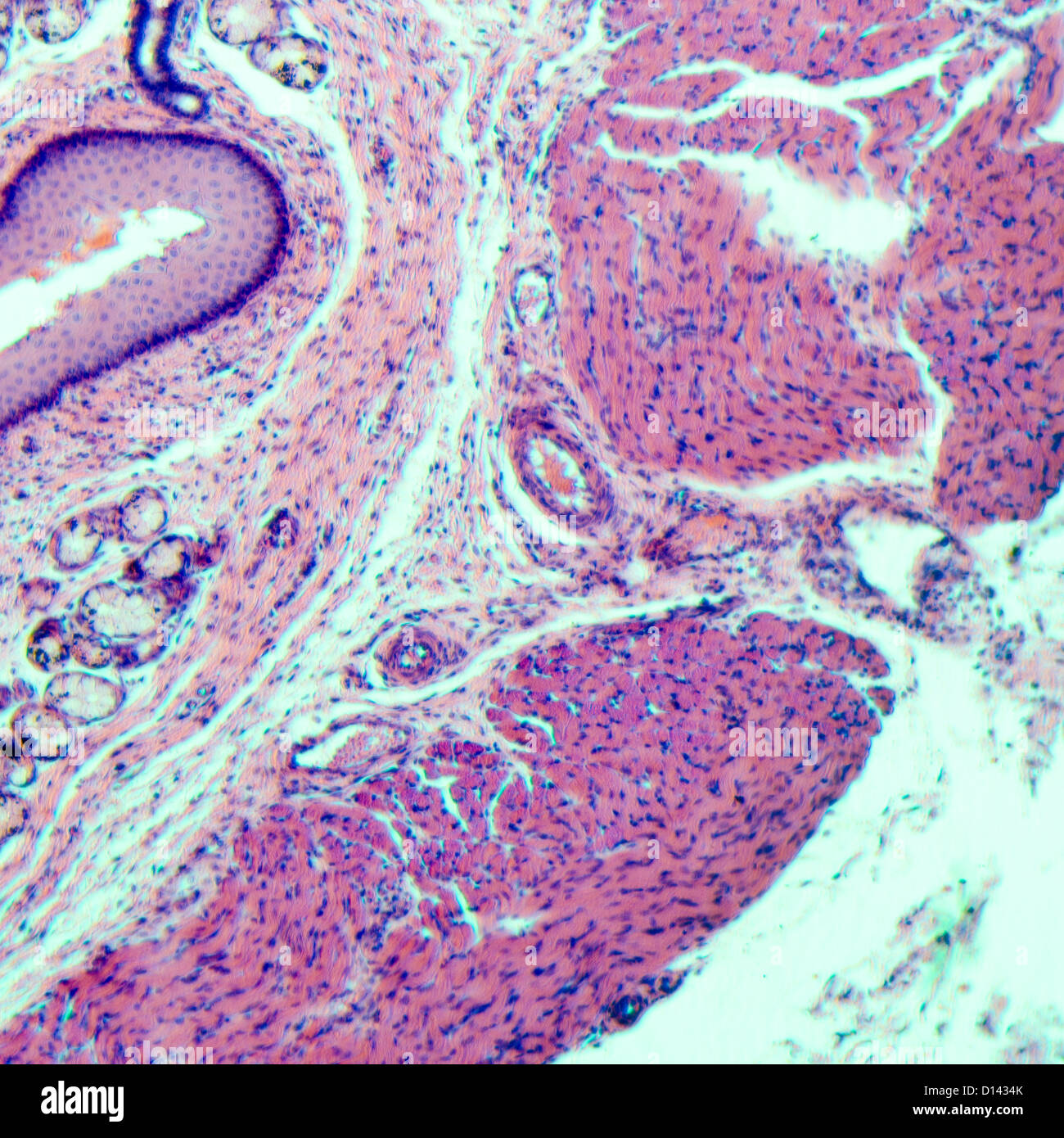 Schliffbild der medizinischen Wissenschaft geschichtet Squamous Epithel Gewebe Zelle Stockfoto