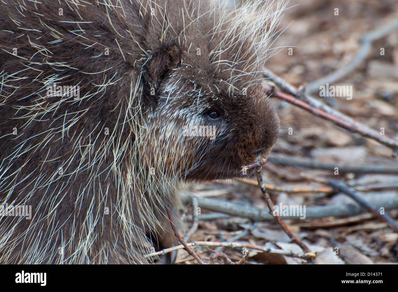 Nahaufnahme von einem kanadischen Stachelschwein. Stockfoto