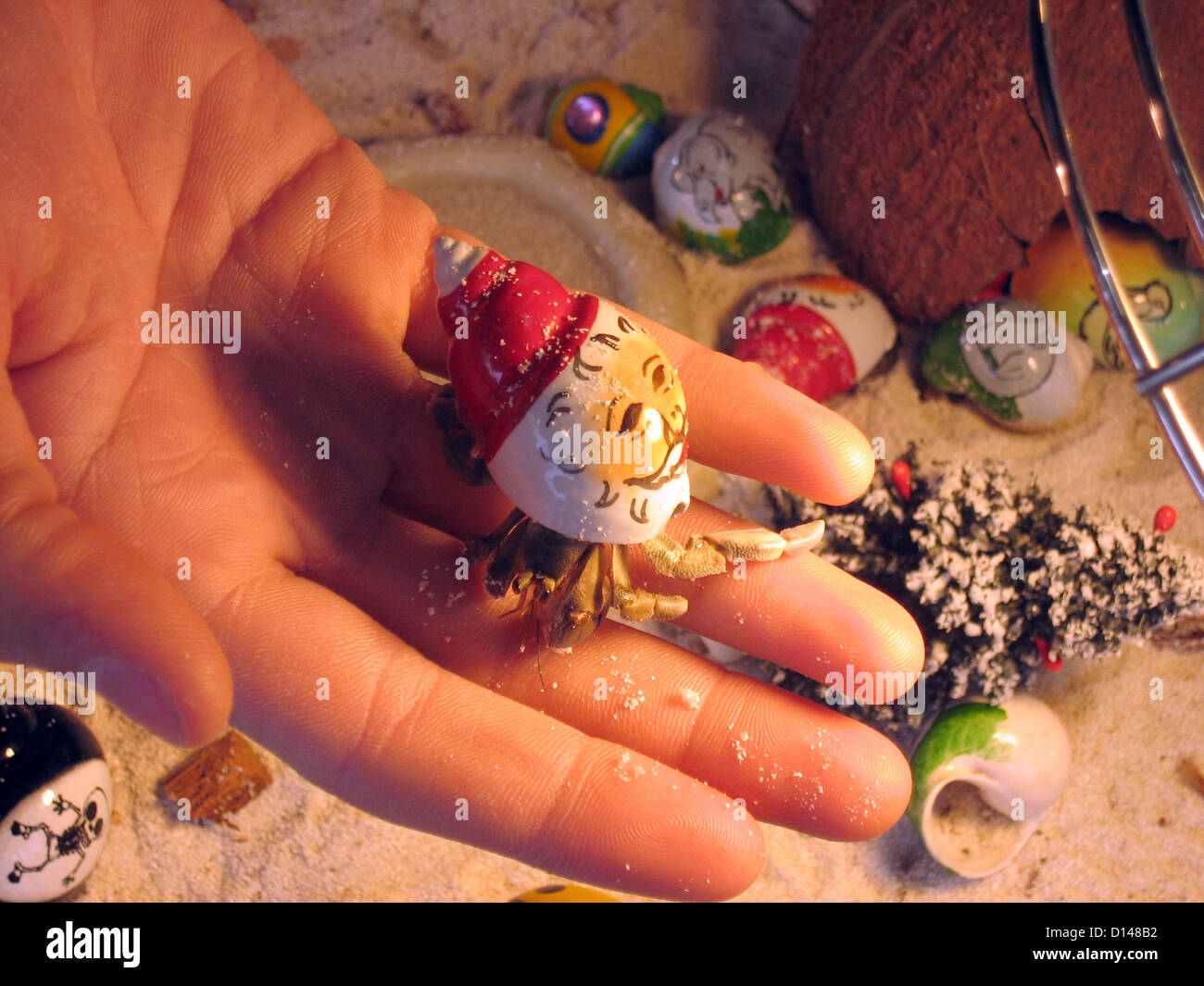 Ein Einsiedlerkrebs sitzt auf der Handfläche einer Hand auf dem Weihnachtsmarkt auf dem Champe-Elysee in Paris, Frankreich, 6. Dezember 2012. Die winzigen Einsiedlerkrebs "Bernard Hermite" ist eine öffentliche Attraktion auf dem Weihnachtsmarkt in Paris. Mit handgemalten Muscheln Krebse herumkriechen ein Terrarium mit Sand gefüllt. Foto: GERD ROTH Stockfoto