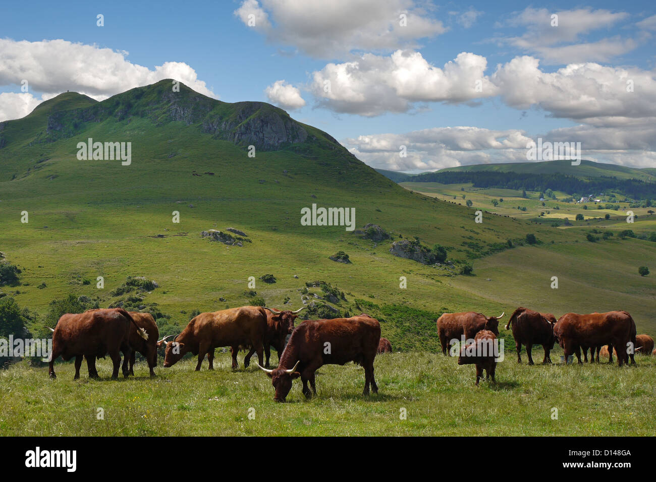 Typisch Ländliches Motiv der Auvergne Rinder auf Hochplateau in Puy de Dome Bezirk von Frankreich Stockfoto