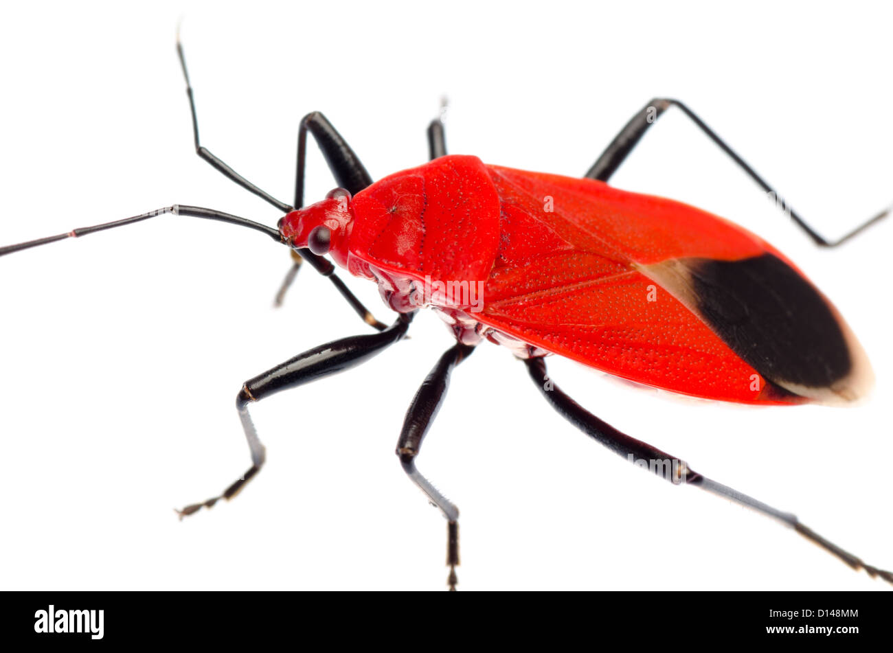 Insekt roter Stink Bug, Melamphaus Rubrocinctus, isoliert auf weiss Stockfoto