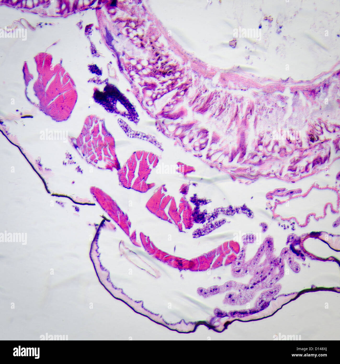 Wissenschaft Schliffbild von Insekten Körper Querschnitt, Falter Raupe Prodenia Litura mit HE-Färbung. Stockfoto