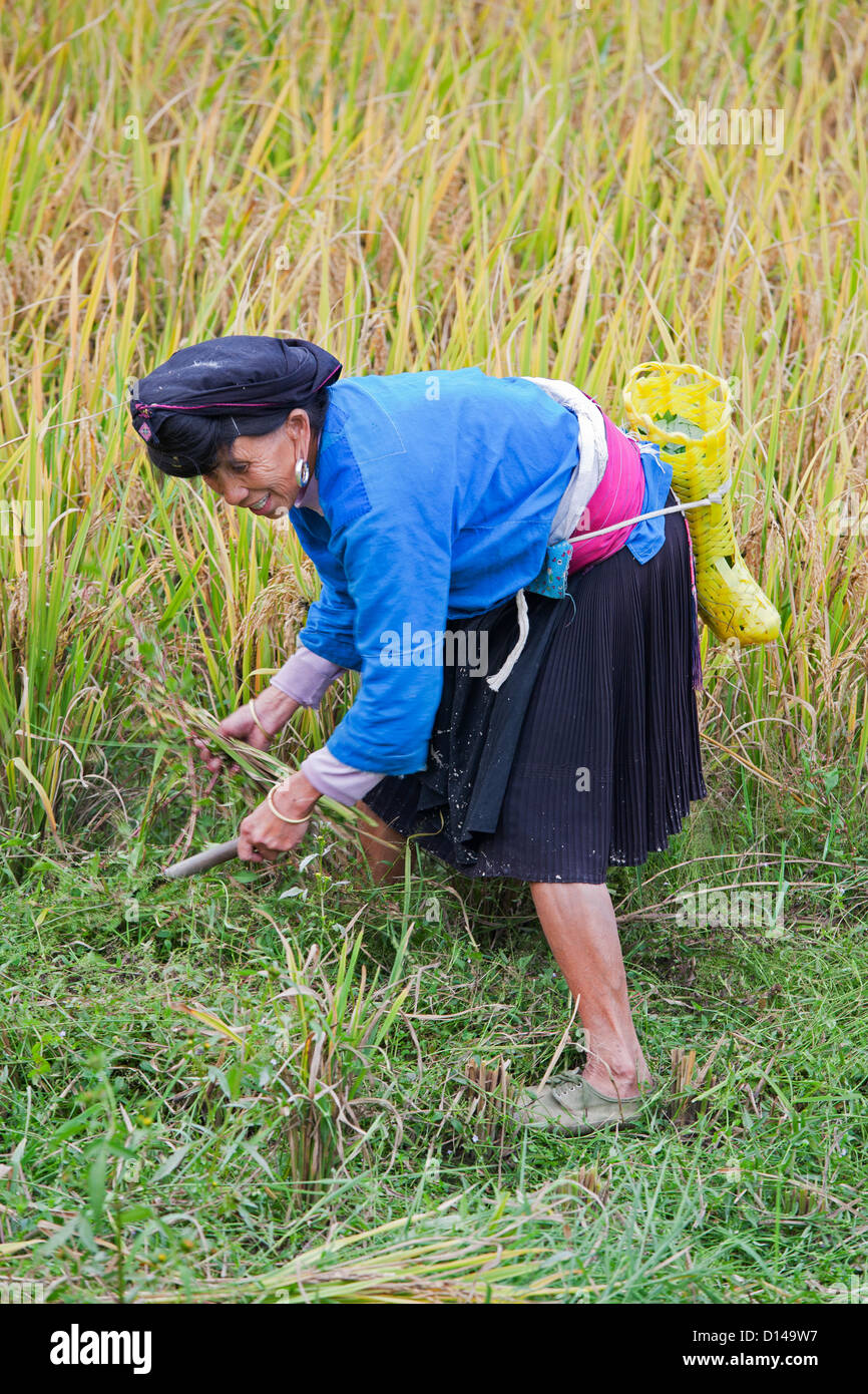 Chinesische Frau vom Stamm Yao ethnischen Ernte Reis die traditionelle Art und Weise mit ihr Hände in Dazhai Village Stockfoto