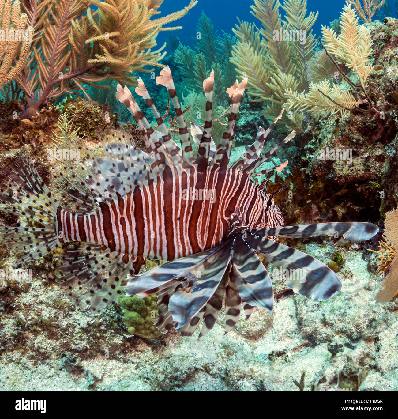 Bestellen Sie die rote Rotfeuerfisch (Pterois Volitans) ist eine giftige Korallenriff Fische in der Familie Scorpaenidae, Panzerwangen Stockfoto
