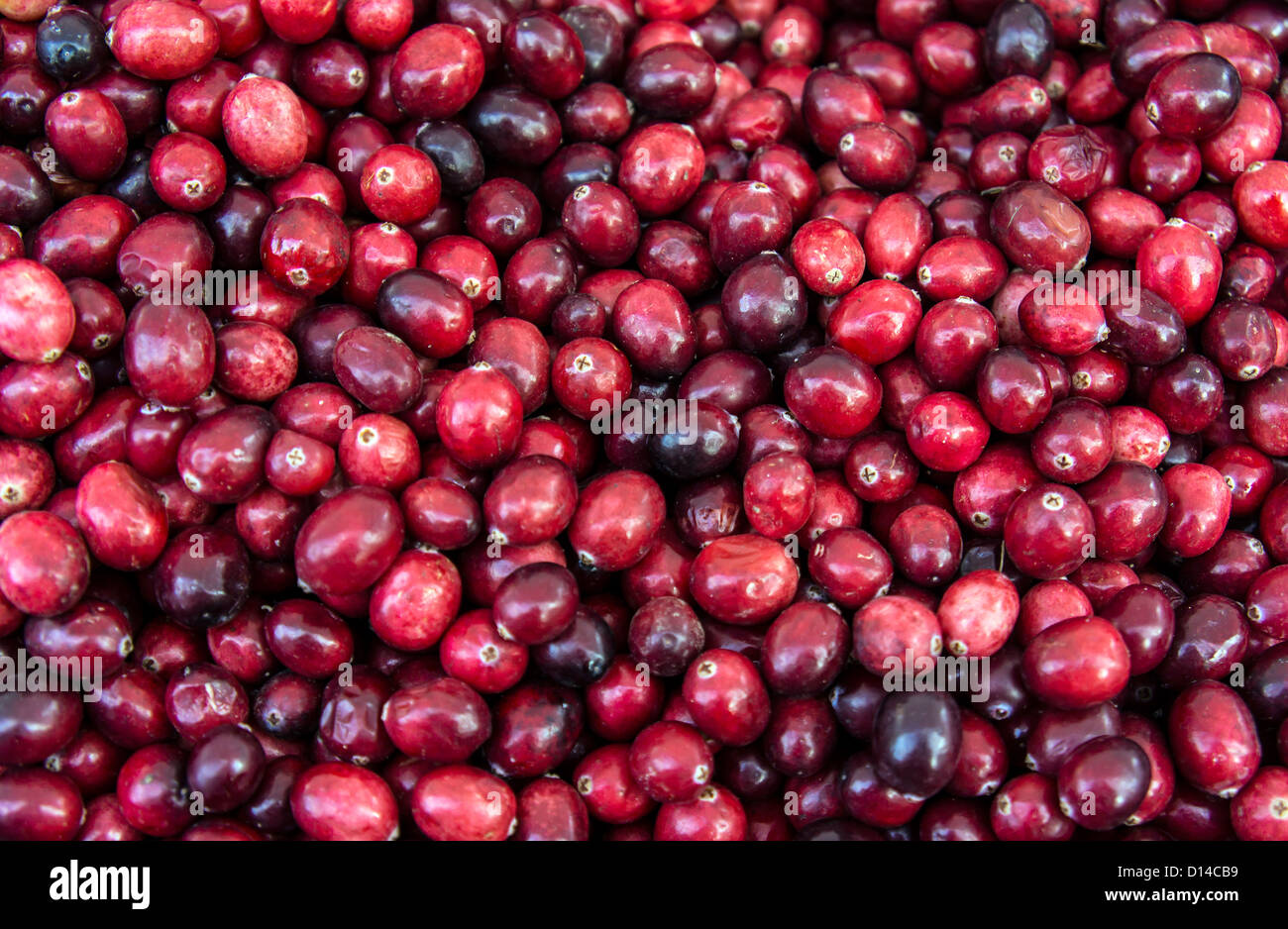 Frische Cranberries im großen Angebot an Lebensmittel-Markt in New York Citys Stockfoto