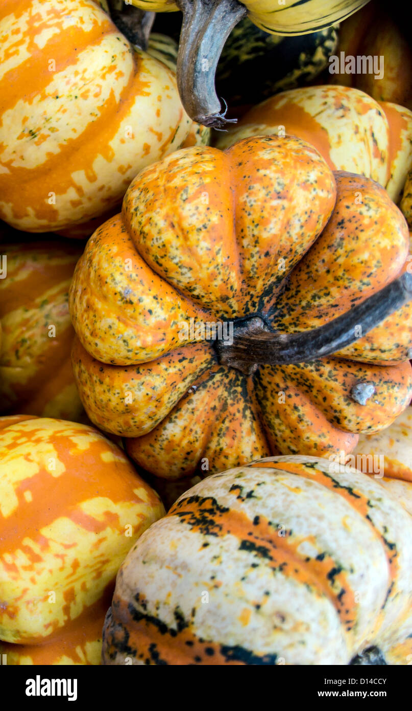 California Acorn Squash, Acorn Squash (Cucurbita Pepo) Stockfoto