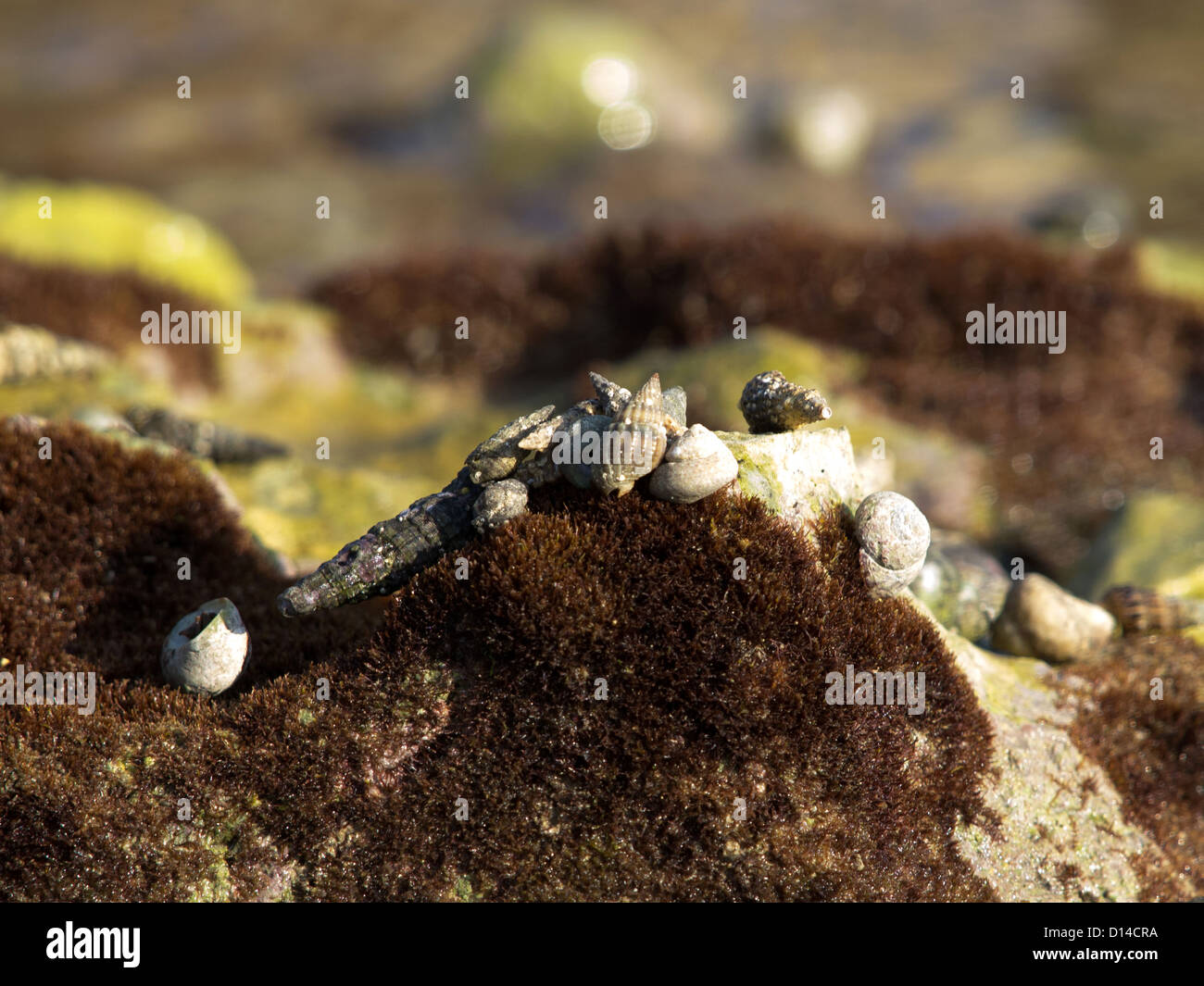 Shell an der Küste des Meeres Stockfoto