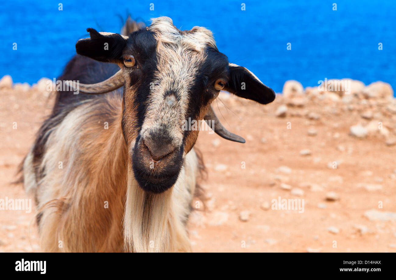Ziege, starrte auf die Kamera auf der Insel Kreta in Griechenland Stockfoto
