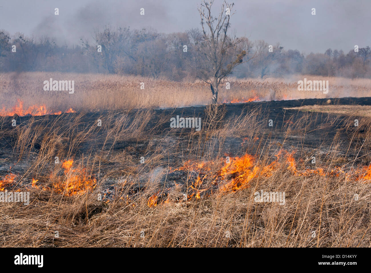 Verbrannten alten Baum auf brennenden Stock-Feld in der Nähe des Stockfoto